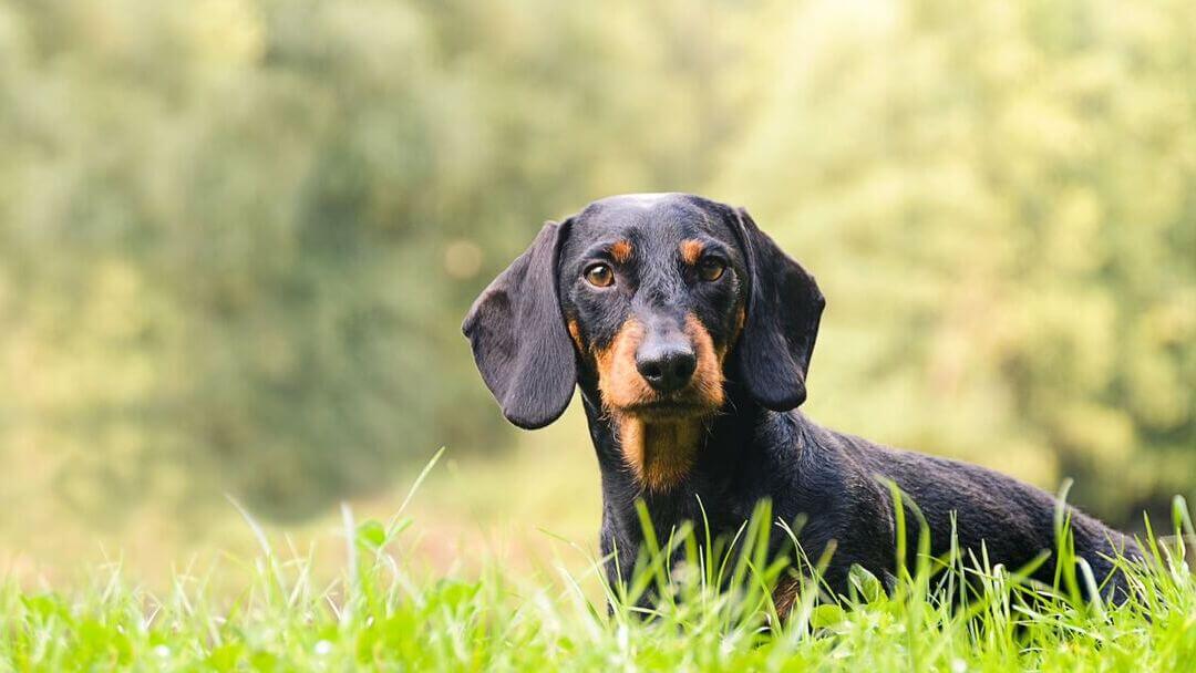 Small hound dog hot sale breeds